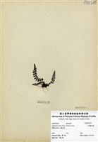 藏品(小葉鐵角蕨)的圖片